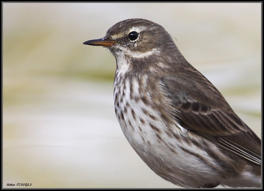 Water Pipit