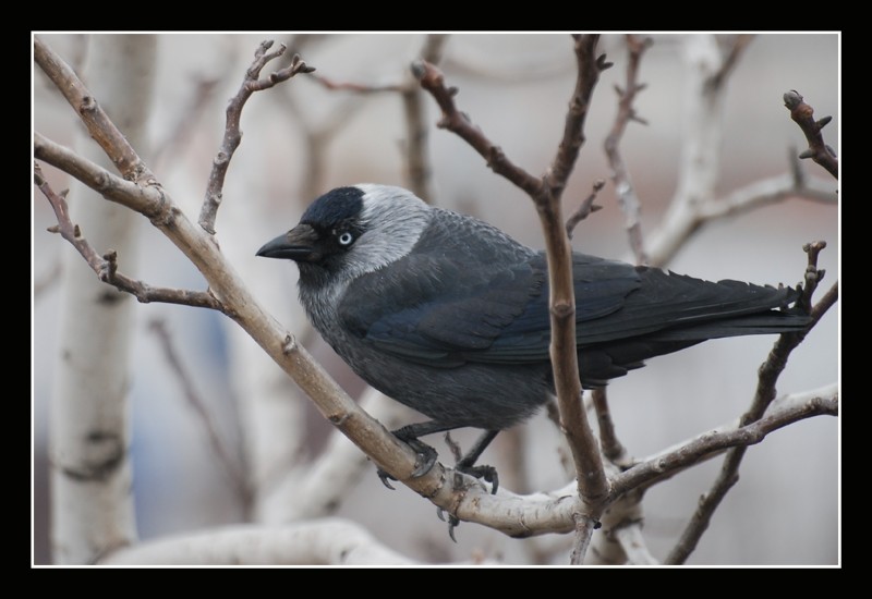 Western Jackdaw