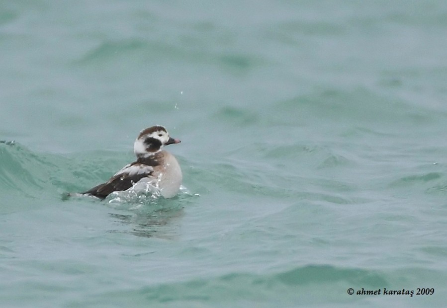 Long-tailed Duck