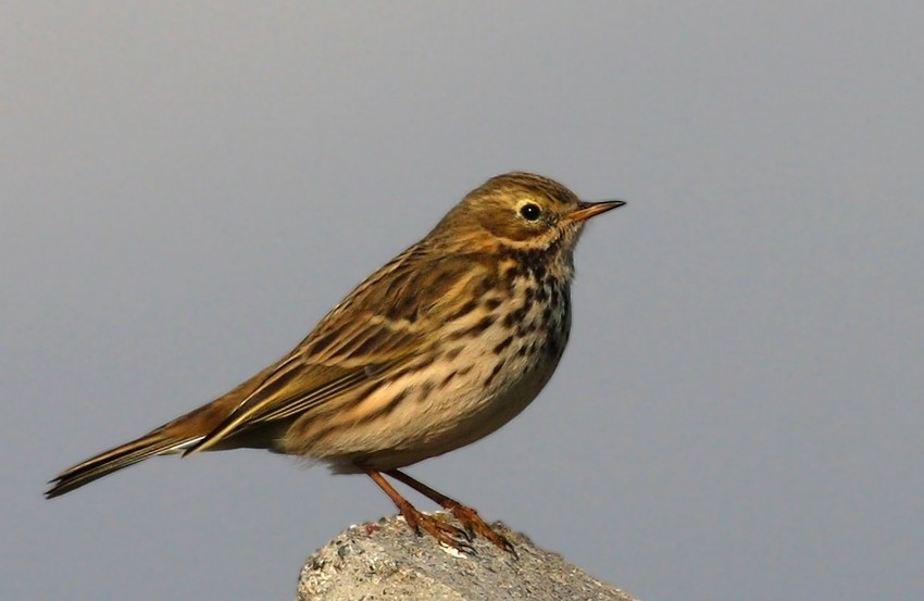 Meadow Pipit