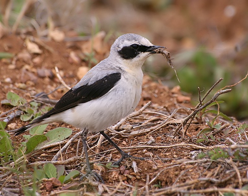 Northern Wheatear