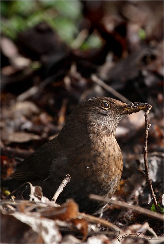Common Blackbird