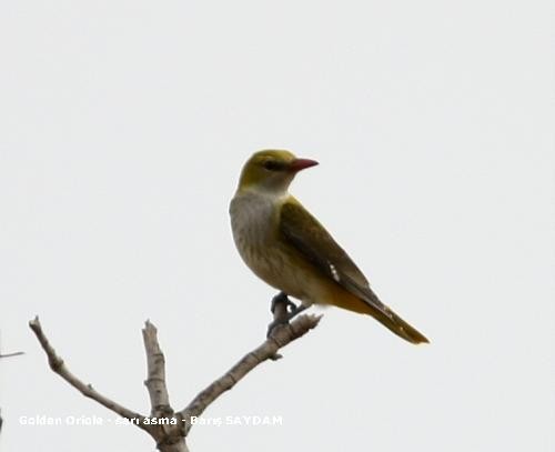 Eurasian Golden Oriole