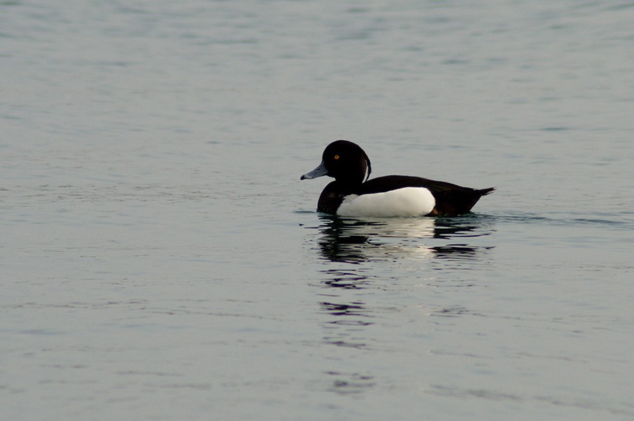 Tufted Duck