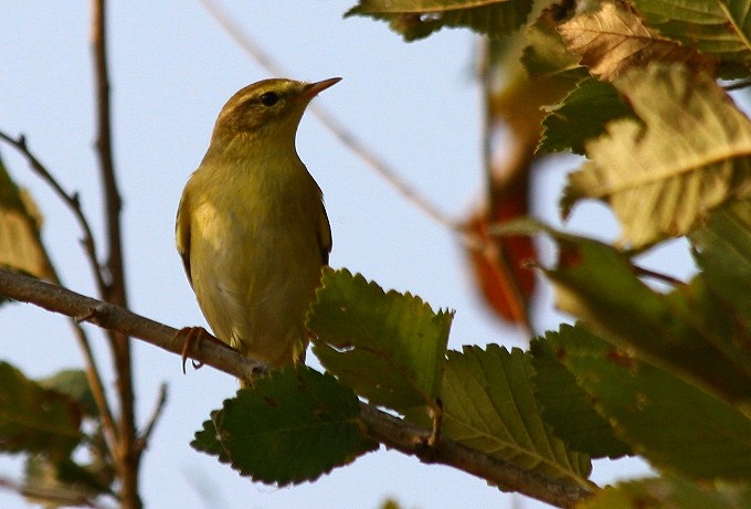 Willow Warbler