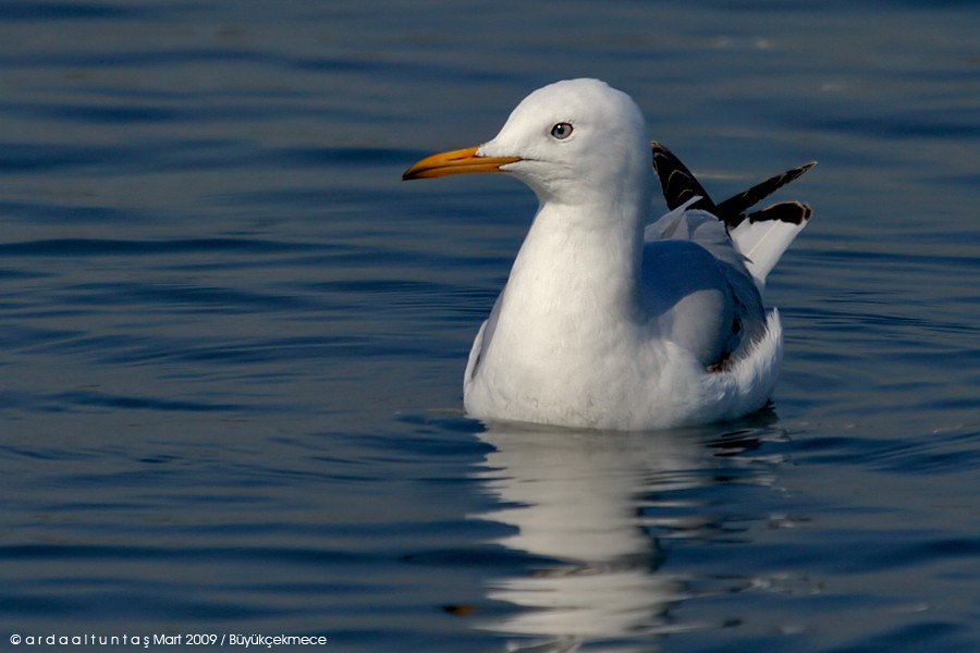 Slender-billed Gull