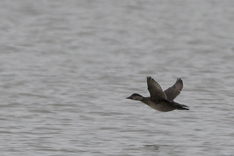 Common Scoter