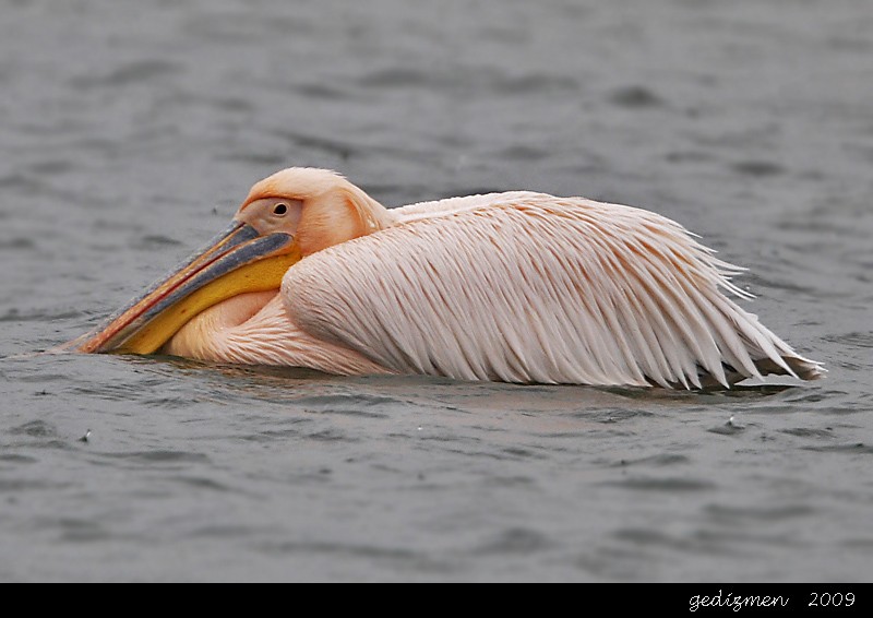 Great White Pelican