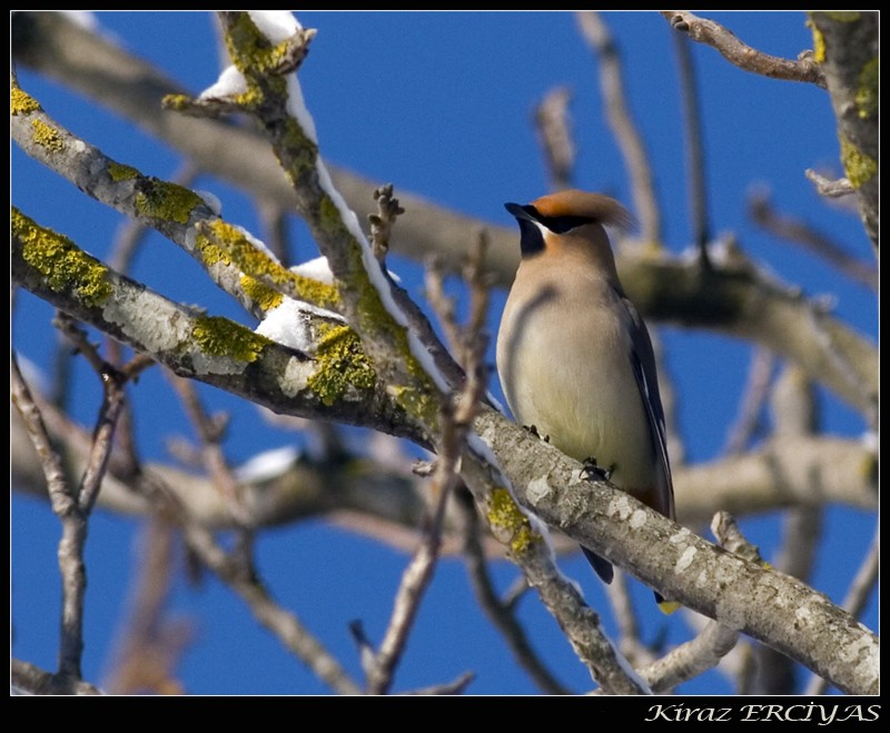 Bohemian Waxwing