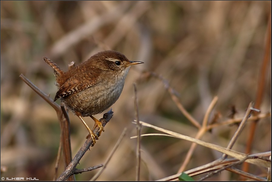 Eurasian Wren