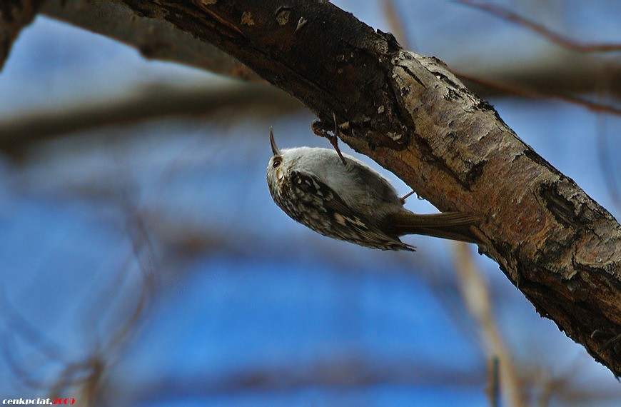 Eurasian Treecreeper