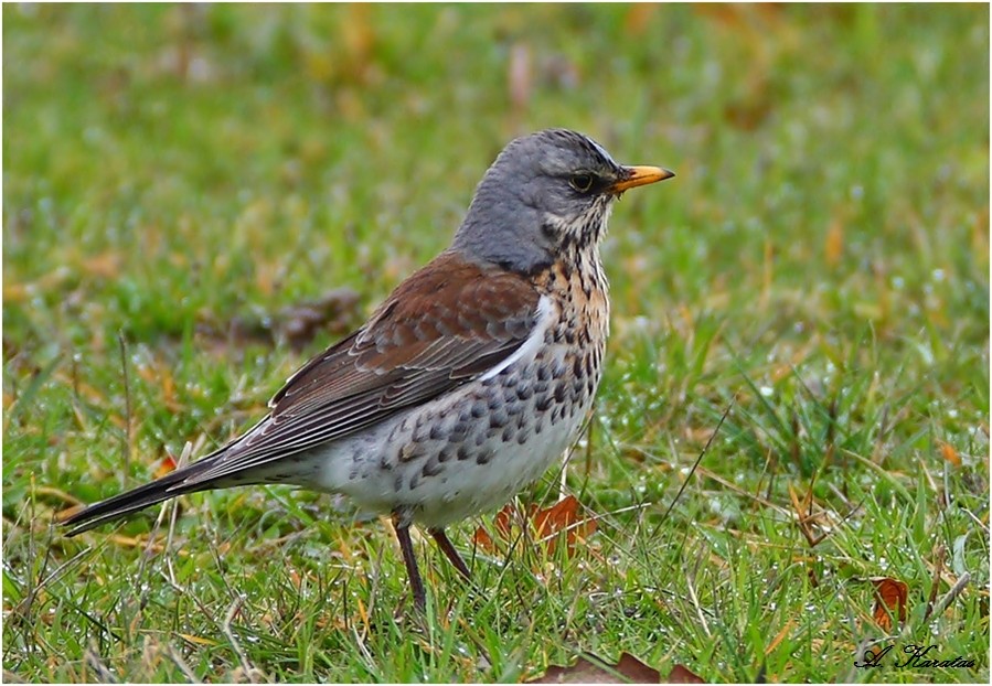 Fieldfare