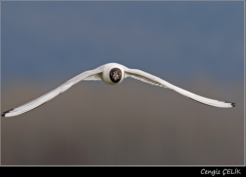 Black-headed Gull