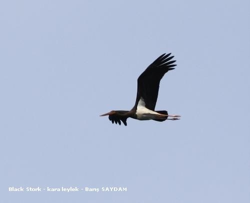 Black Stork