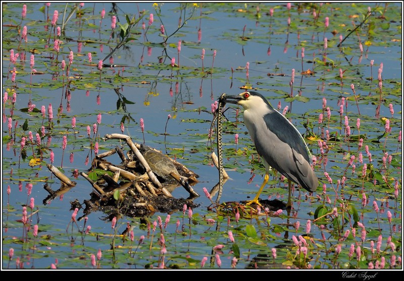 Black-crowned Night Heron