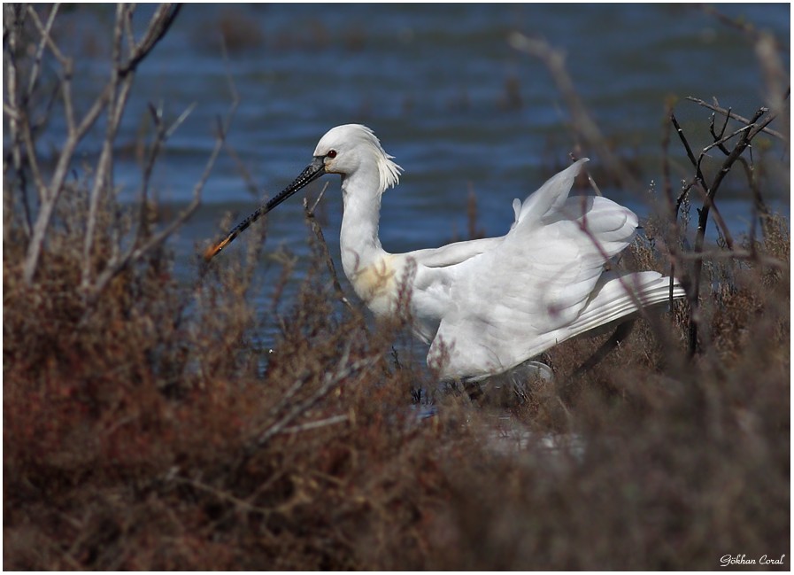 Eurasian Spoonbill