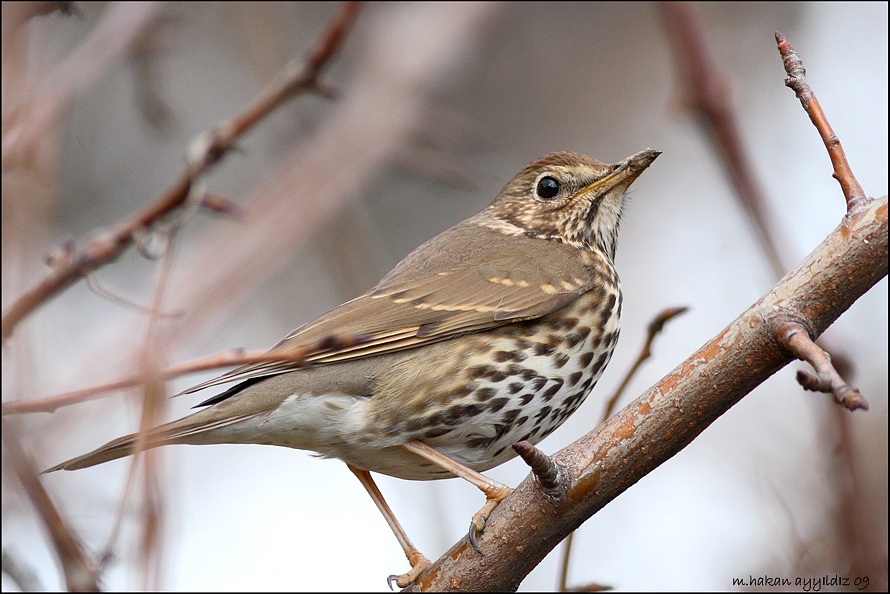 Song Thrush