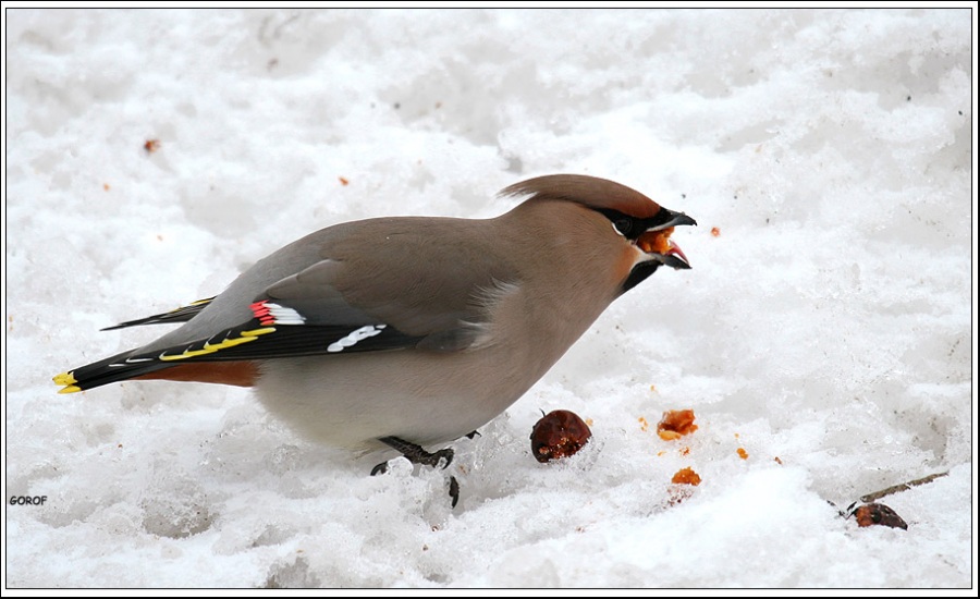 Bohemian Waxwing