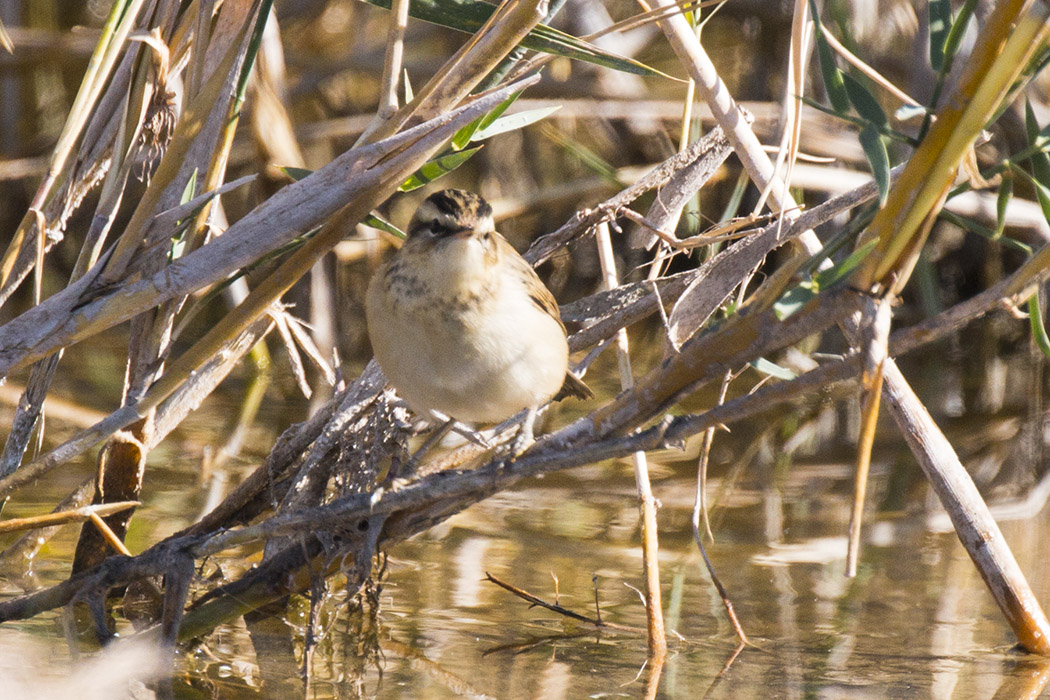 Sedge Warbler