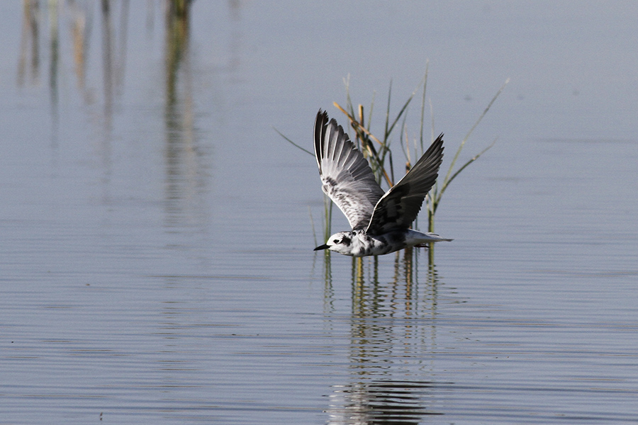 White-winged Tern