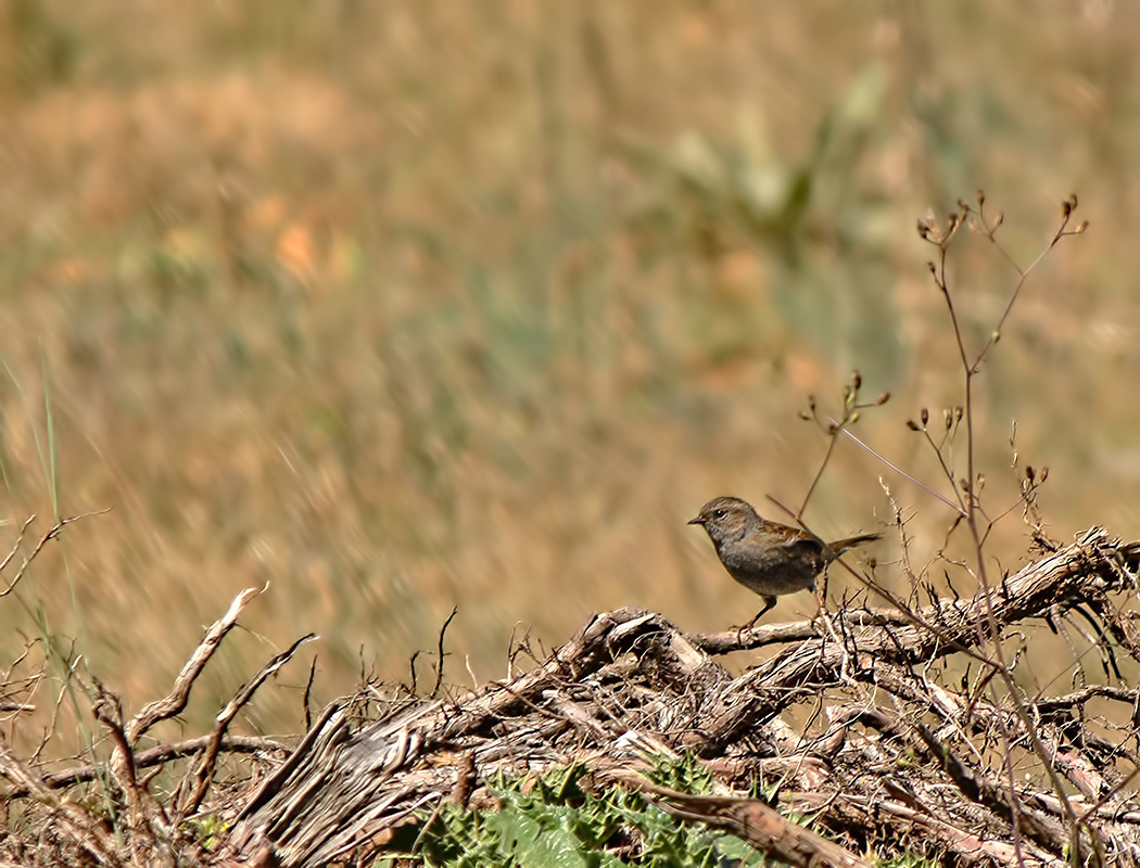 Dunnock