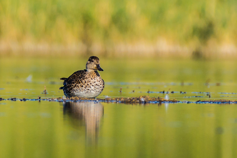 Eurasian Teal