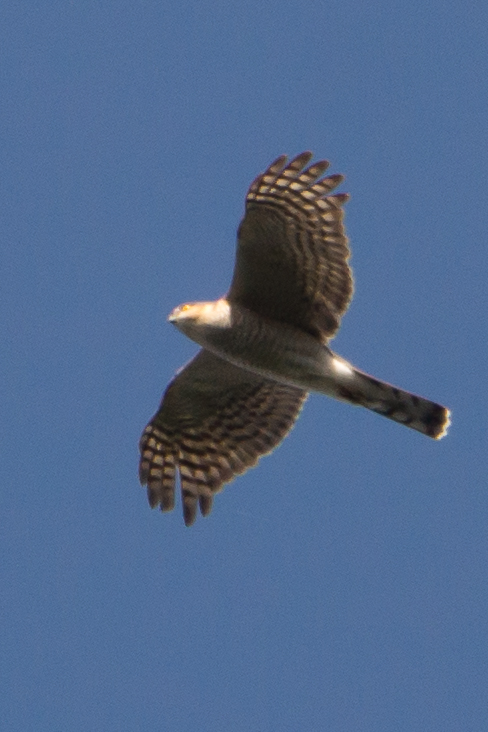 Eurasian Sparrowhawk