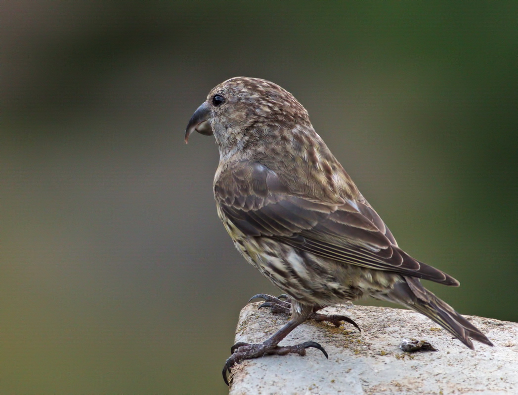 Red Crossbill