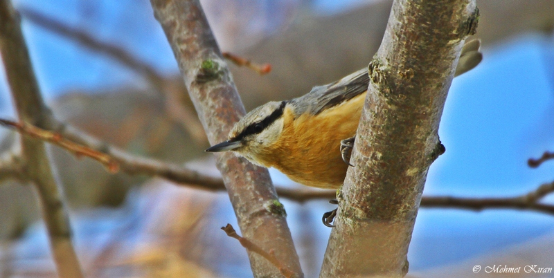 Eurasian Nuthatch