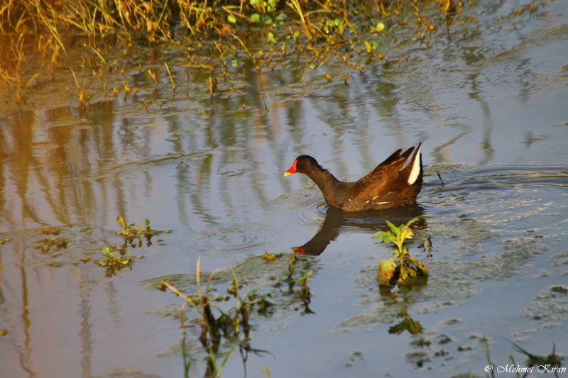 Common Moorhen
