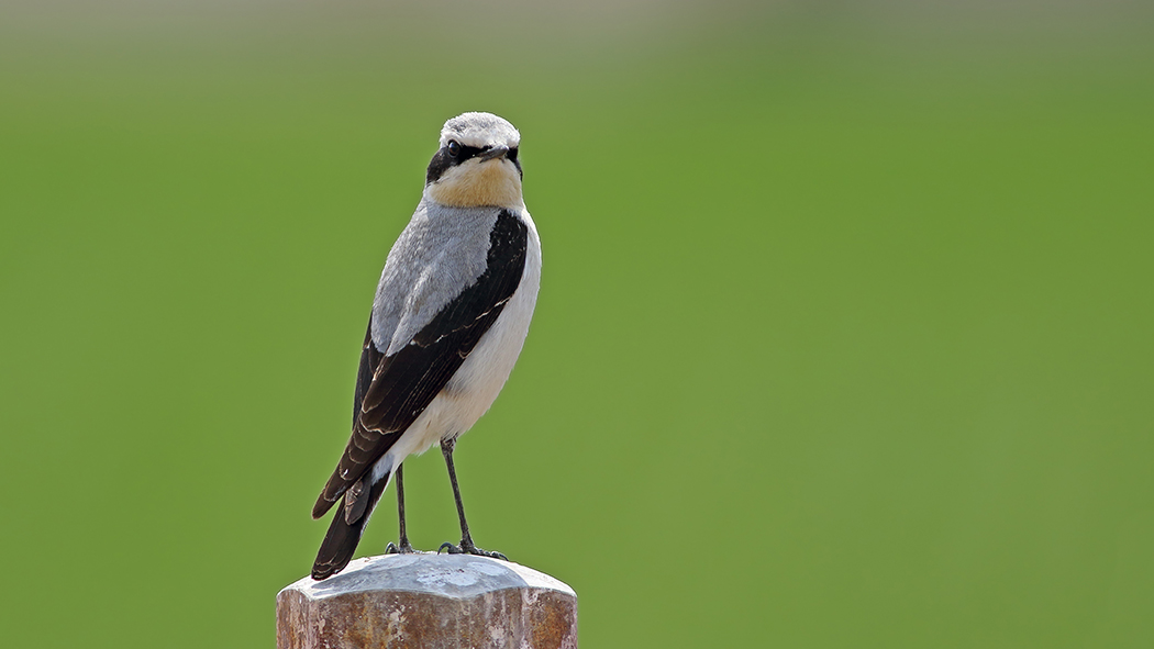 Northern Wheatear