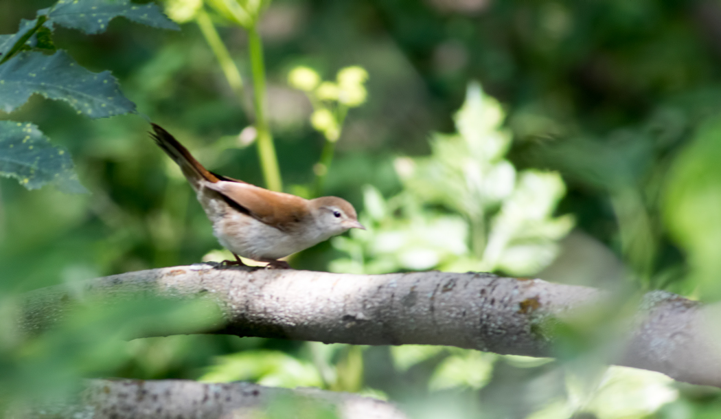 Cetti`s Warbler