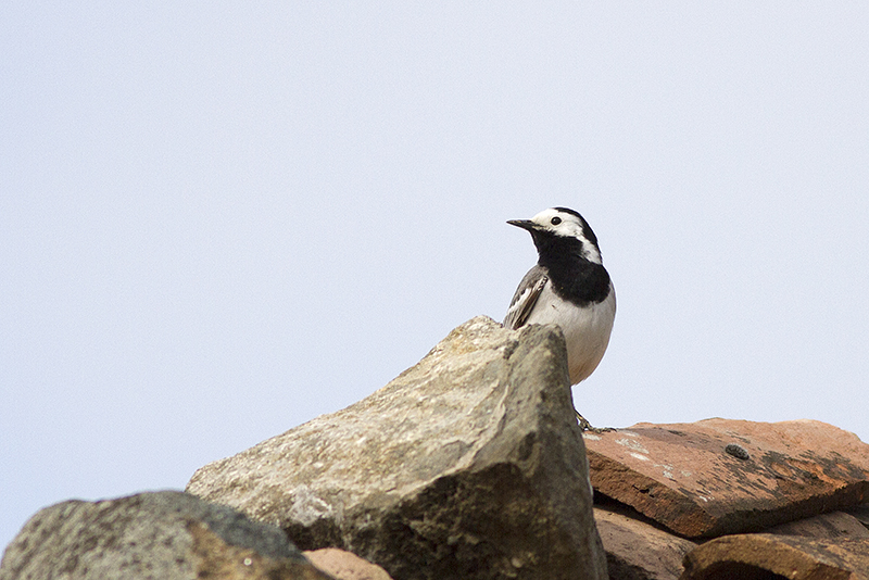 White Wagtail