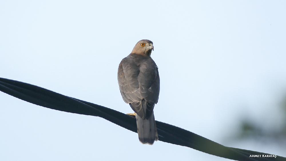 Shikra