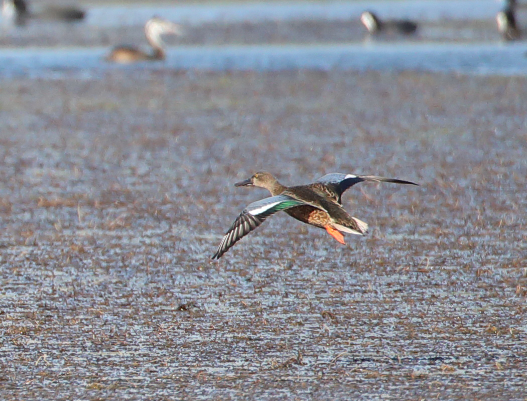 Northern Shoveler