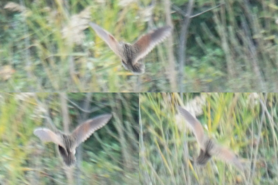Corn Crake