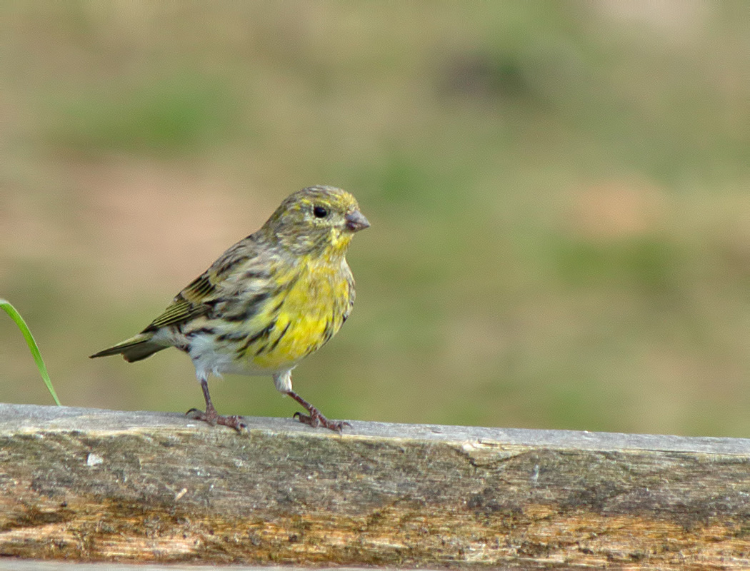 European Serin