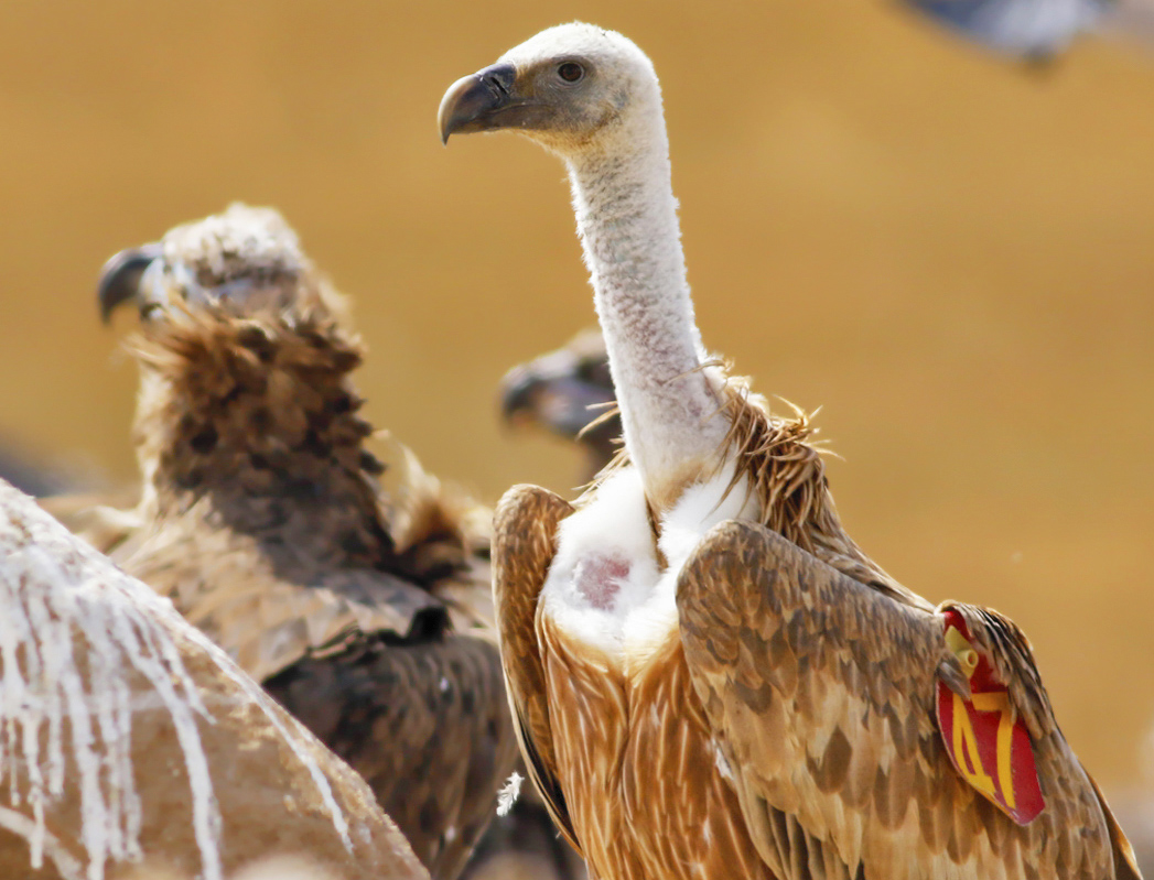 Griffon Vulture
