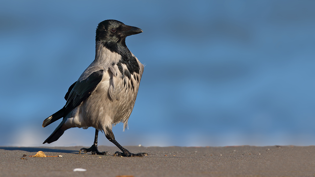 Hooded Crow