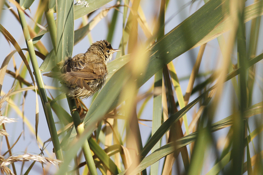 Common Reed Warbler