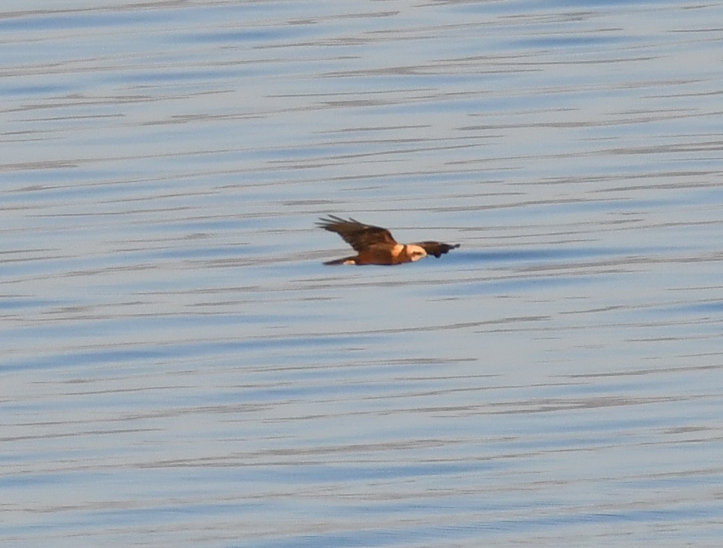 Western Marsh Harrier
