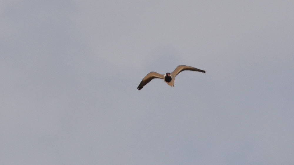 Red-wattled Lapwing