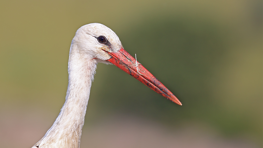 White Stork