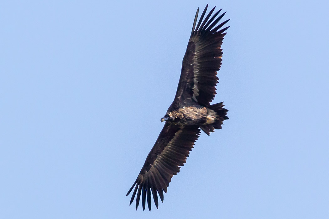 Cinereous Vulture