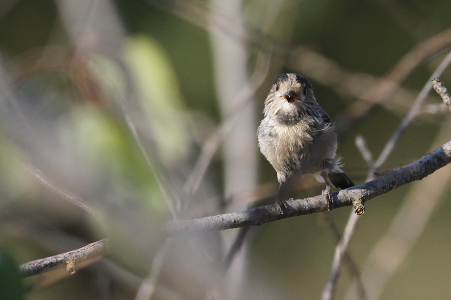 Long-tailed Tit