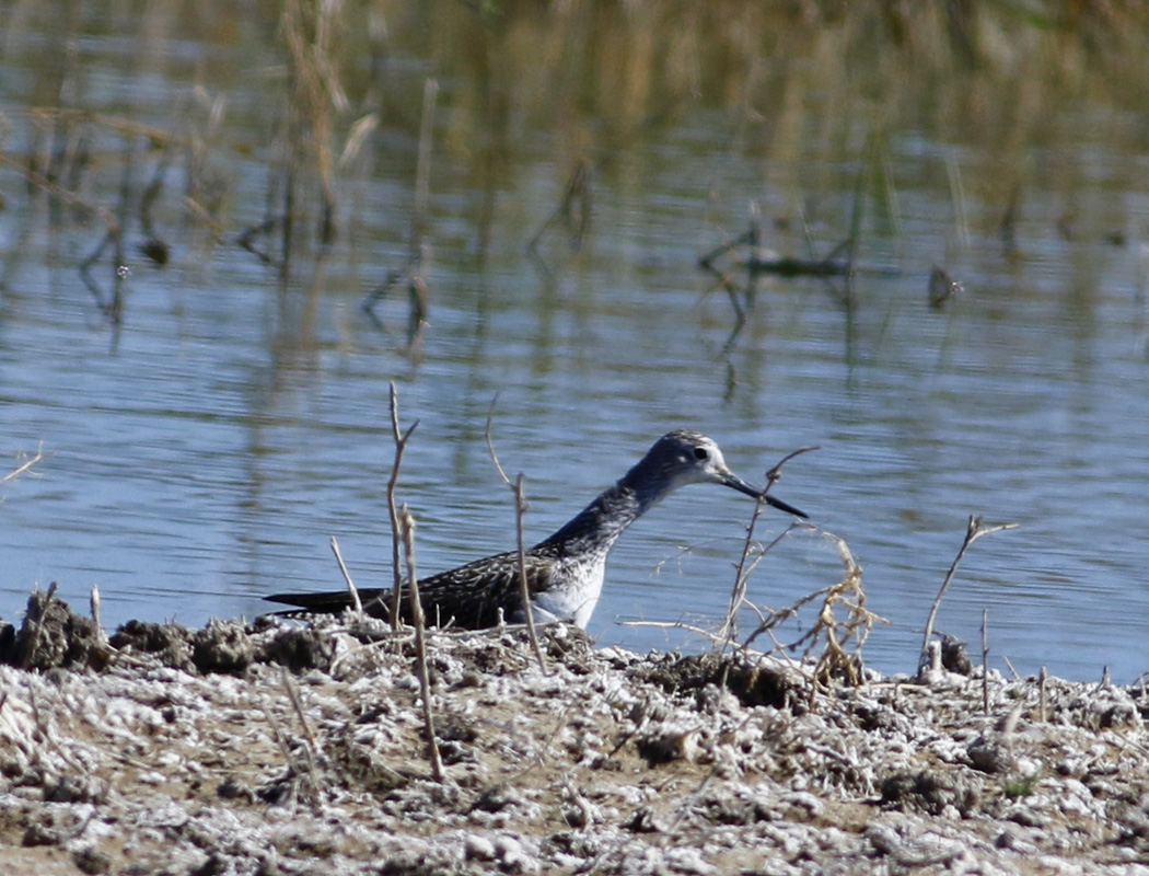 Common Greenshank