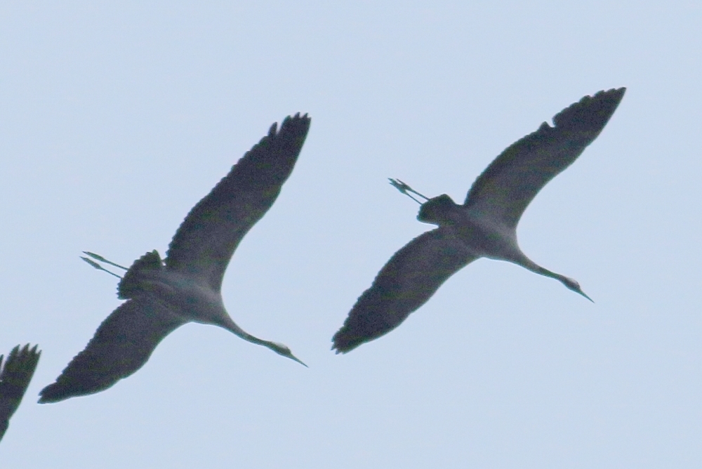 Common Crane