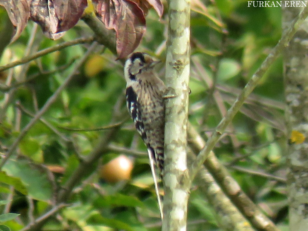 Lesser Spotted Woodpecker