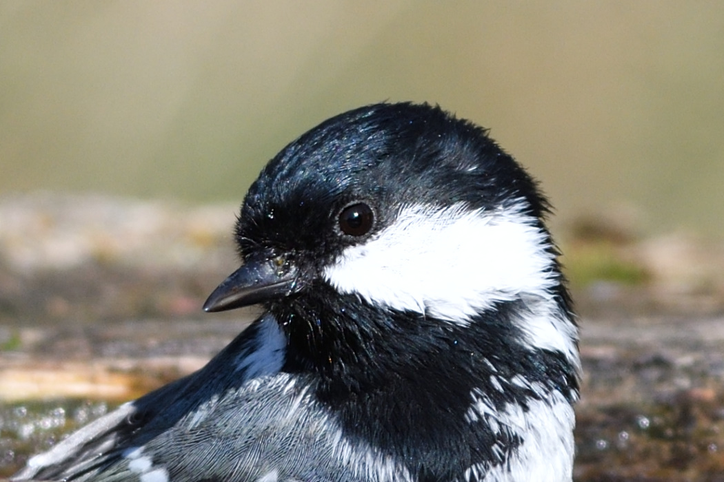 Coal Tit