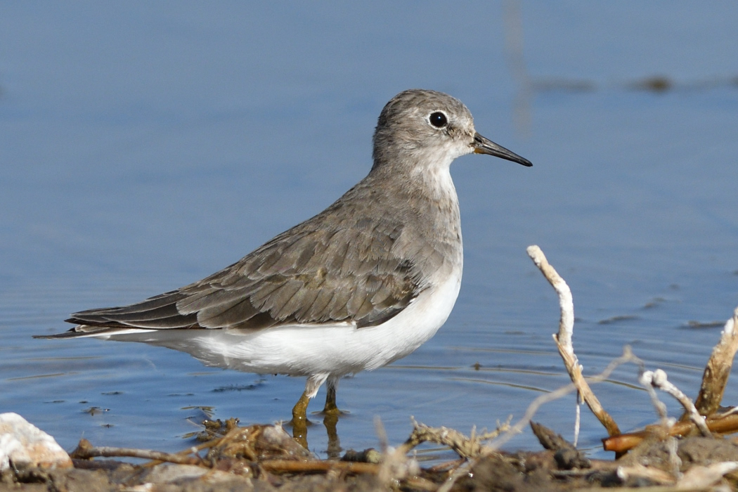Temminck`s Stint